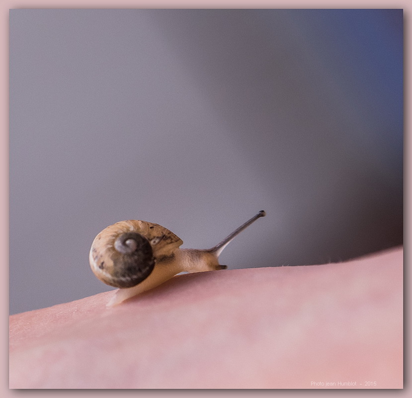 rencontre avec un escargot mini 15061407442119380413366333