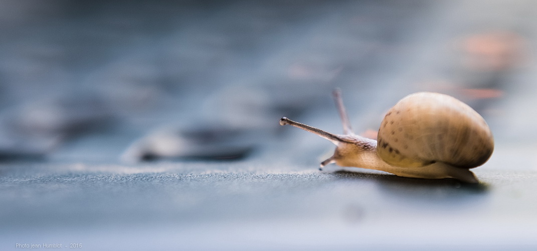 rencontre avec un escargot mini 15061407442419380413366336