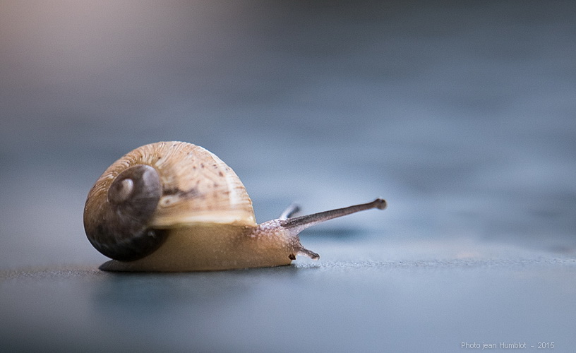 rencontre avec un escargot mini 15061407442719380413366338