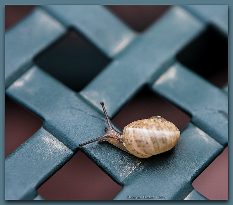 rencontre avec un escargot mini 15061407443119380413366342