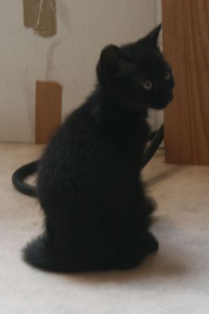 Aida, chatonne noire, née vers le 10 avril 2015 (adoptée) 150614083210202013366489
