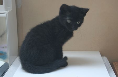 Aida, chatonne noire, née vers le 10 avril 2015 (adoptée) 150614083211202013366490