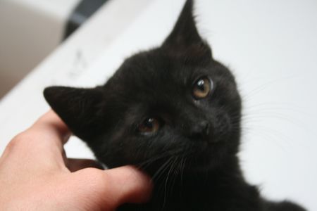 Aida, chatonne noire, née vers le 10 avril 2015 (adoptée) 150614083211202013366491