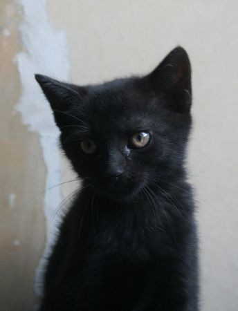 Alzira, chatonne noire, née vers le 10 avril 2015 (adoptée) 150614083213202013366496