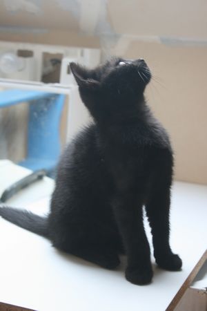 Alzira, chatonne noire, née vers le 10 avril 2015 (adoptée) 150614083214202013366498