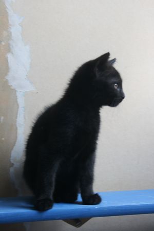Alzira, chatonne noire, née vers le 10 avril 2015 (adoptée) 150614083214202013366499