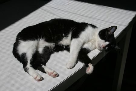 Rominet, adorable chat noir et blanc, né vers 2005 - Page 2 150614093423202013366666