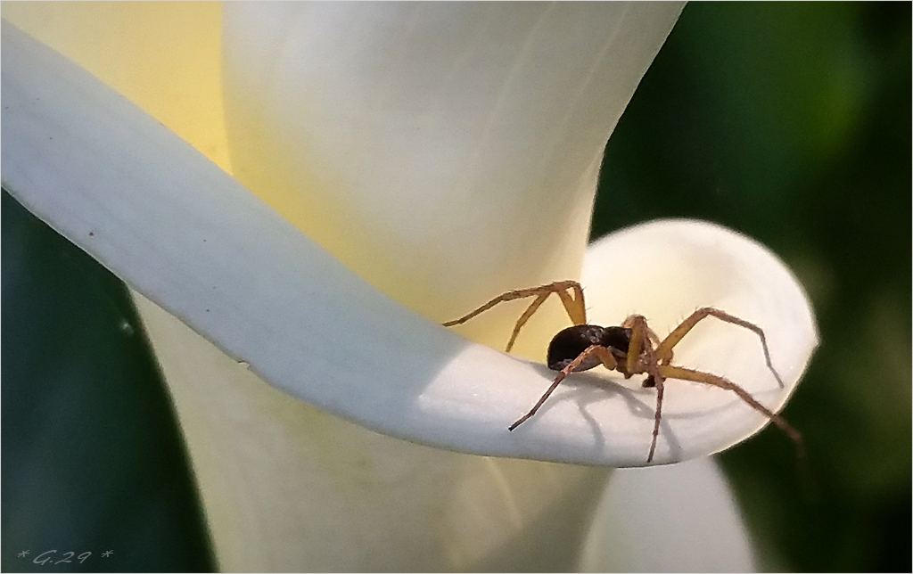 L'habitante du spiralarum...! 1506200200346131113384480