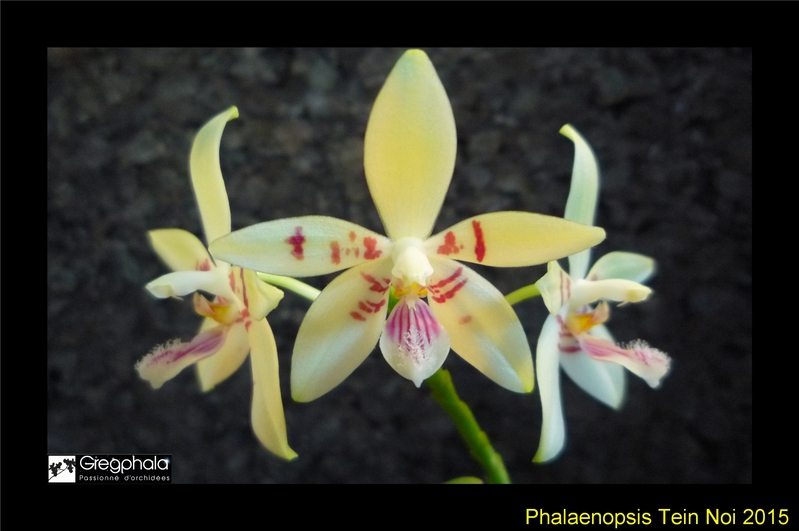 Phalaenopsis Tein Noi ( cochlearis x tetraspis ) 15062006464317991313385272