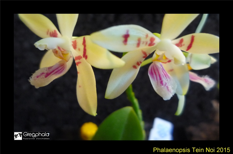 Phalaenopsis Tein Noi ( cochlearis x tetraspis ) 15062006470517991313385273