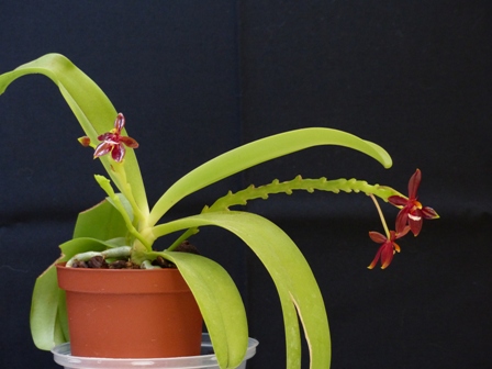 Phalaenopsis cornu-cervi var. chattaladae 15062707560216629813403414