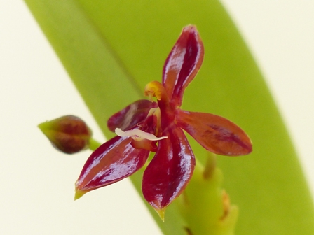 Phalaenopsis cornu-cervi var. chattaladae 15062707560616629813403418
