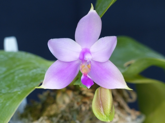 Phalaenopsis violacea 15062806041716629813404828
