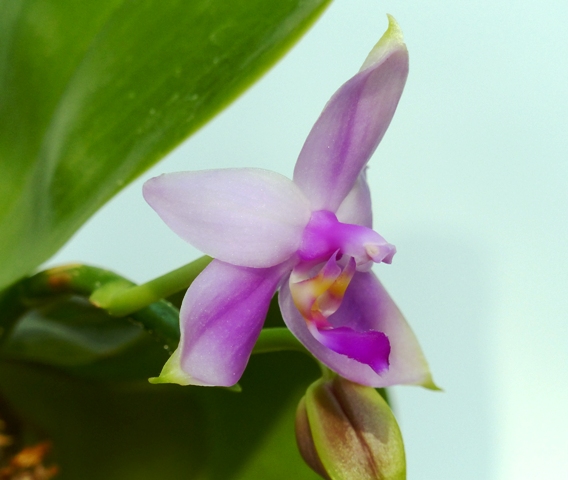 Phalaenopsis violacea 15062806042016629813404829