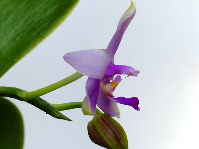 Phalaenopsis violacea 15062806042316629813404830