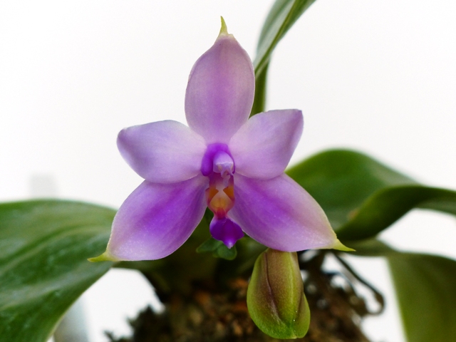 Phalaenopsis violacea 15062806042616629813404831