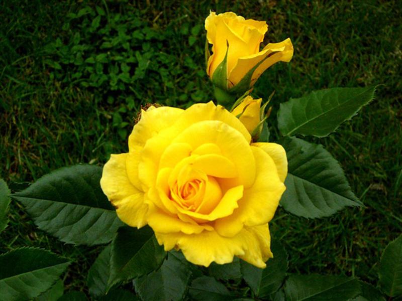 la rose jaune