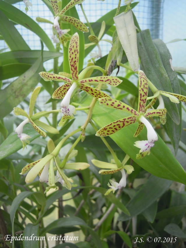 Epidendrum cristatum 15071903352411420013454005