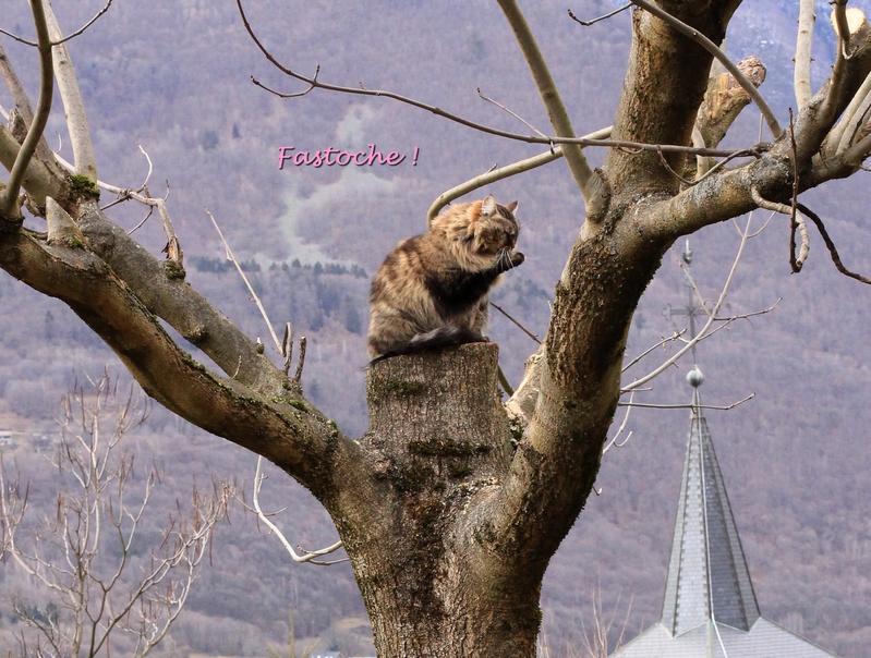 Mistigrette le&ccedil;on 1 com