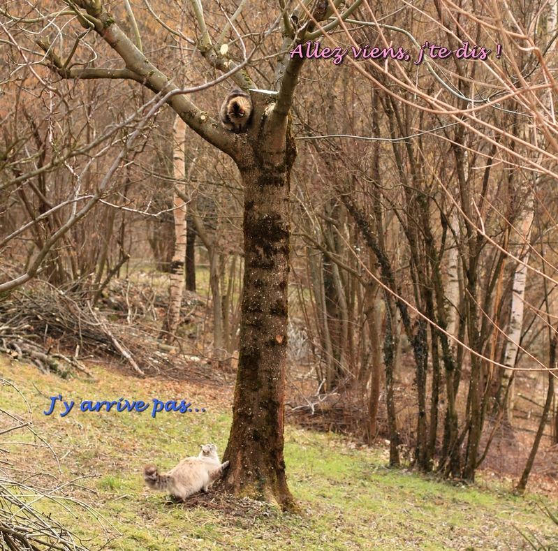 Mistigrette le&ccedil;on 2 com