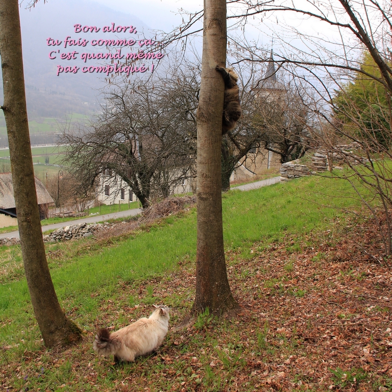 Mistigrette le&ccedil;on 3 com