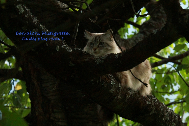 Mistigrette le&ccedil;on 5 com