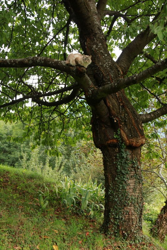 Mistigrette le&ccedil;on 4 533p