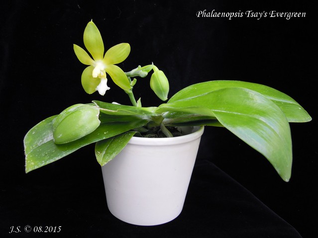 Phalaenopsis Tsay's Evergreen 15080211480811420013481077