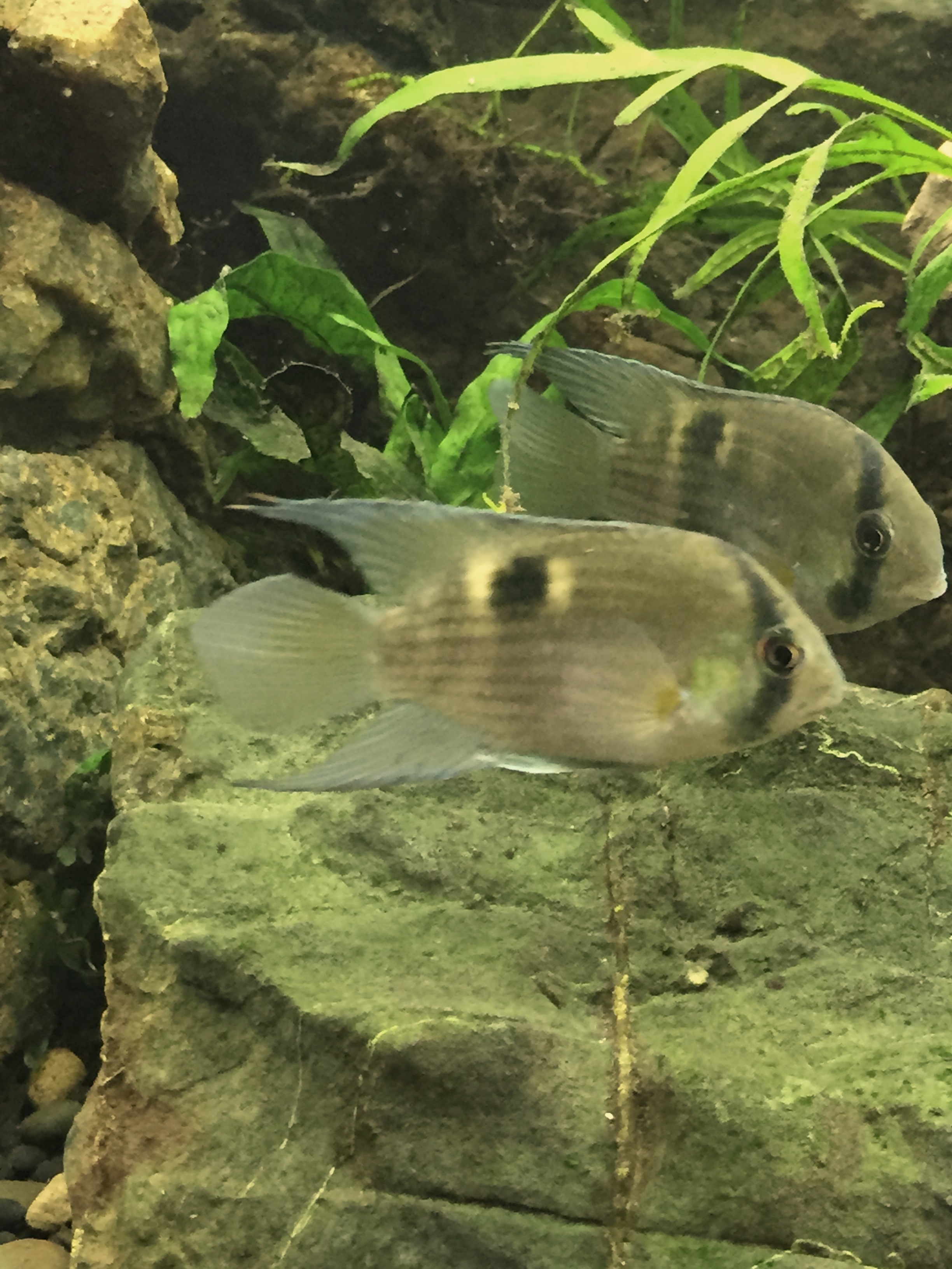 nouveaux pensionaires aout 2015