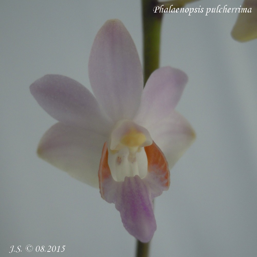Phalaenopsis pulcherrima 15082309562011420013528327