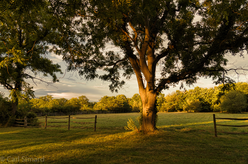 Peaceful field - PentaxForums.com