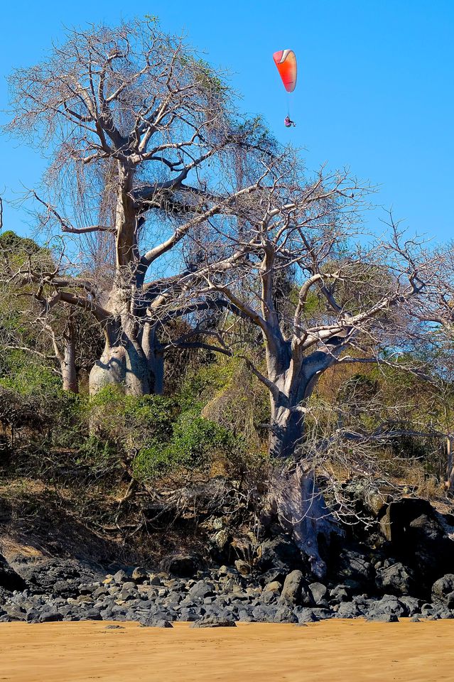 Deux baobabs baba de para 2