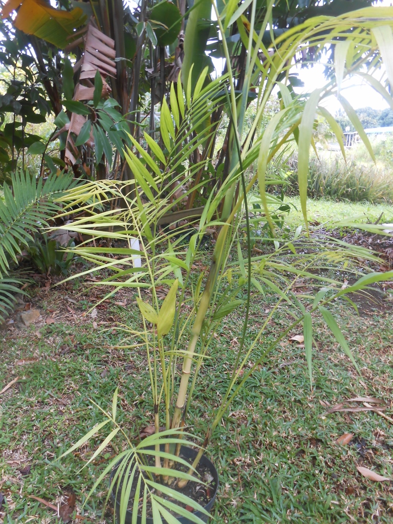 Chamaedorea hooperiana 1 (768x1024)