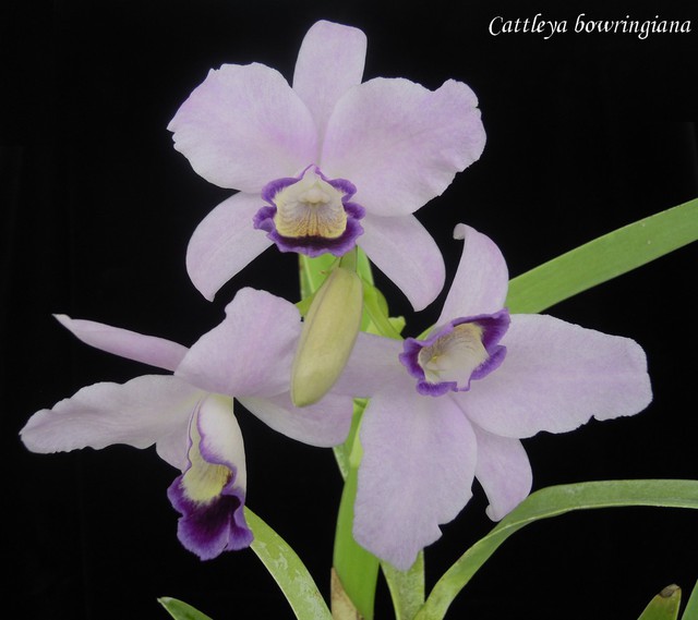 Guarianthe bowringiana f. coerulea 15092902342911420013618762