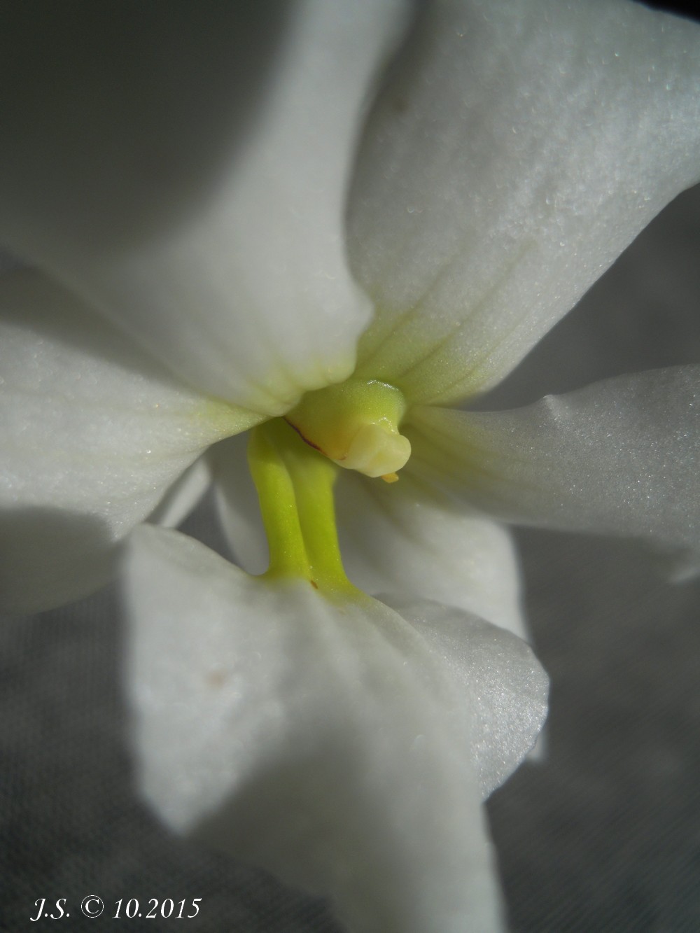 [Résolu] Dendrobium auriculatum 15101010034811420013649897