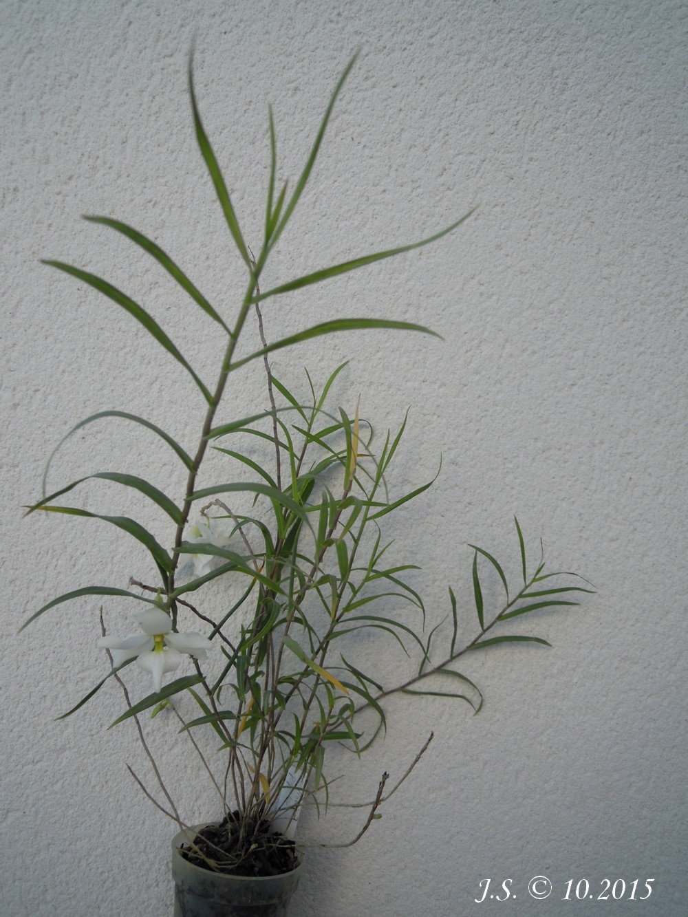 [Résolu] Dendrobium auriculatum 15101010035311420013649898