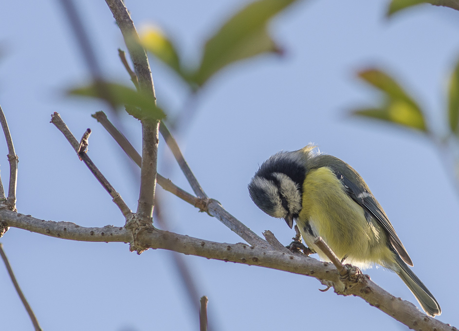  [Ouvert] FIL - Oiseaux. - Page 31 15101205003916774813655040