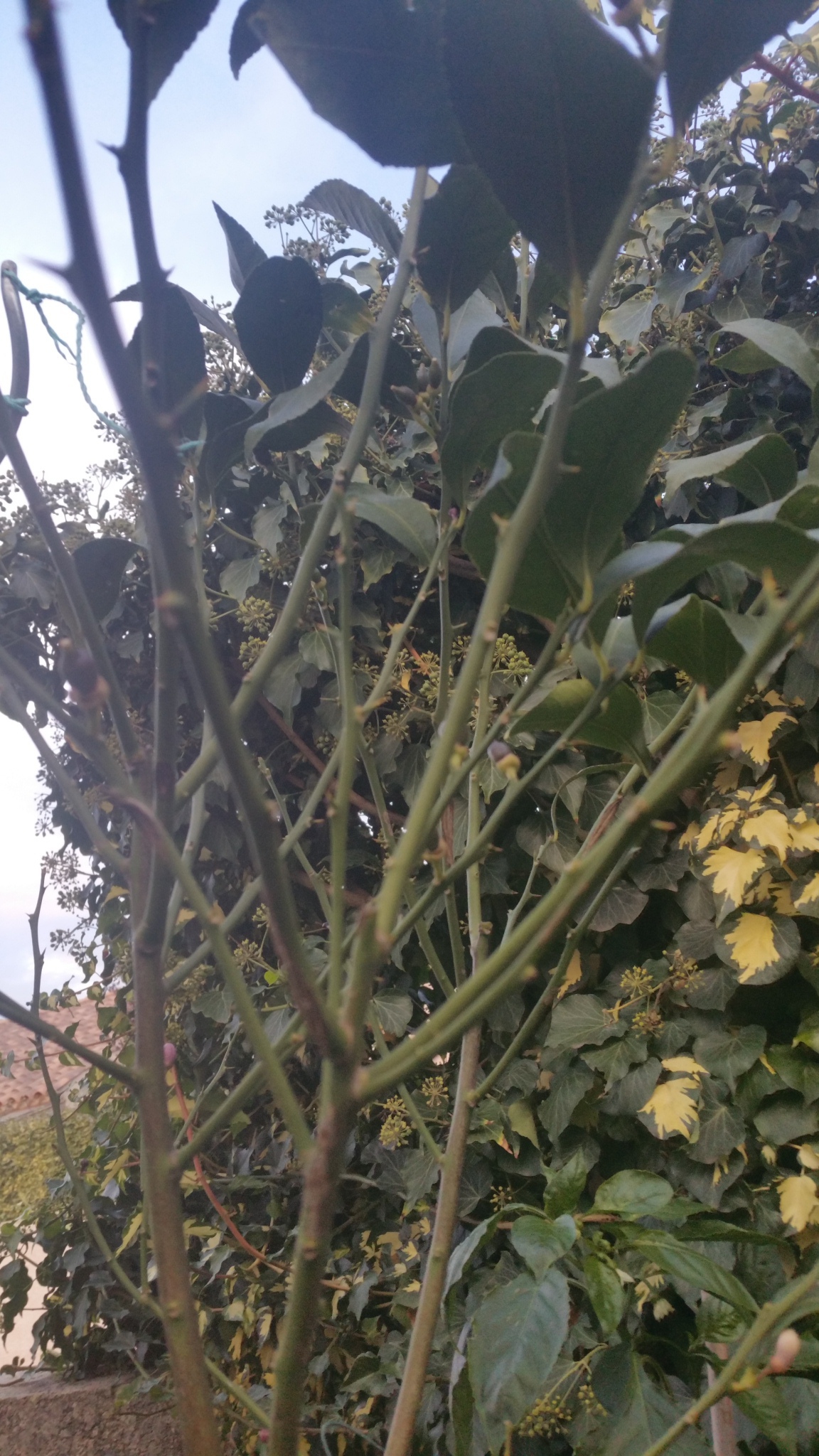 4 - citron 4 saisons        