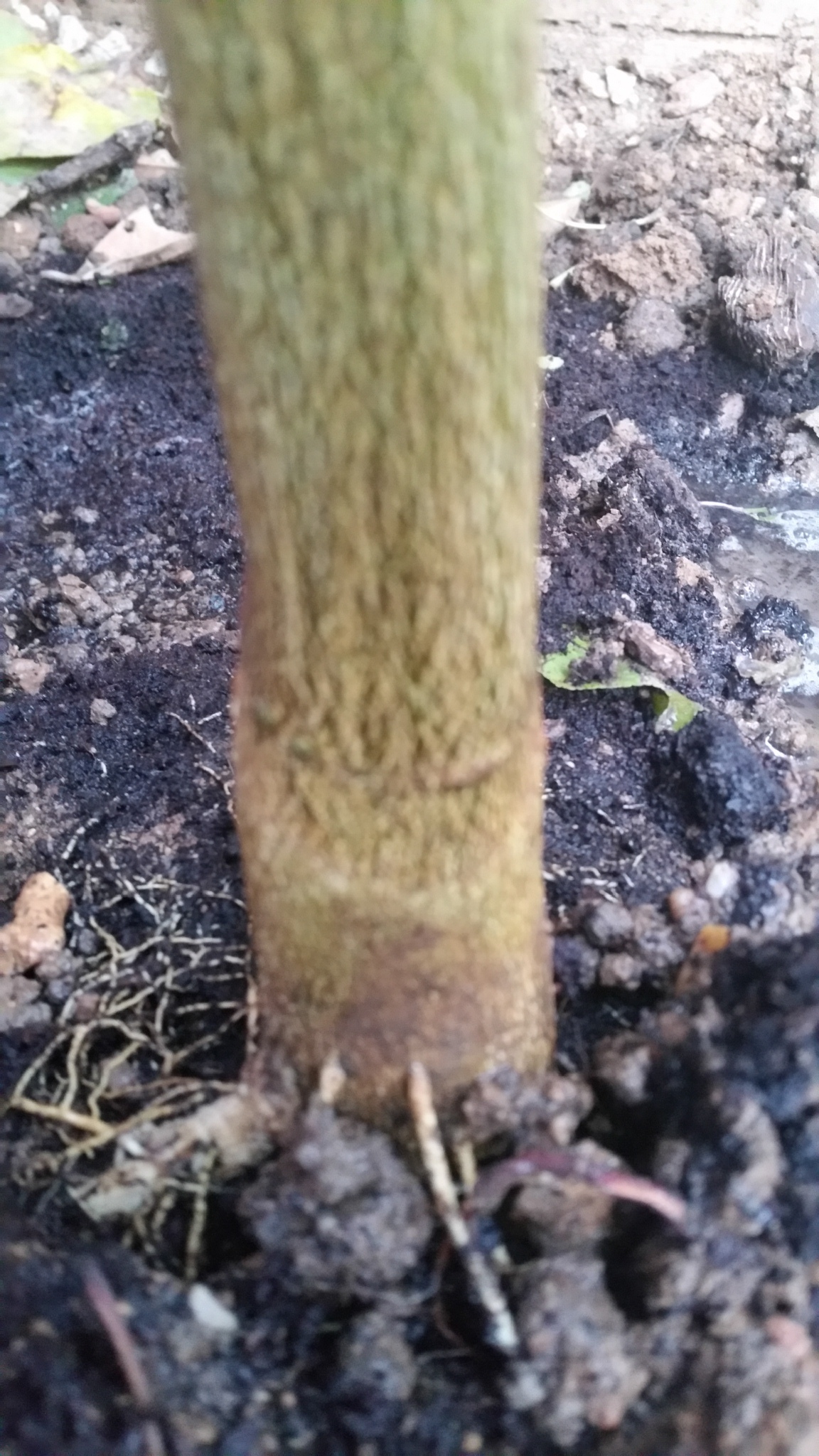 11 - Oranger Salustiana  