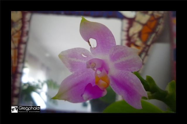 Phalaenopsis Ba-Shi Canary (violacea "Malaysia" x Yungho Gelb Canary) 15111505124917991313752501