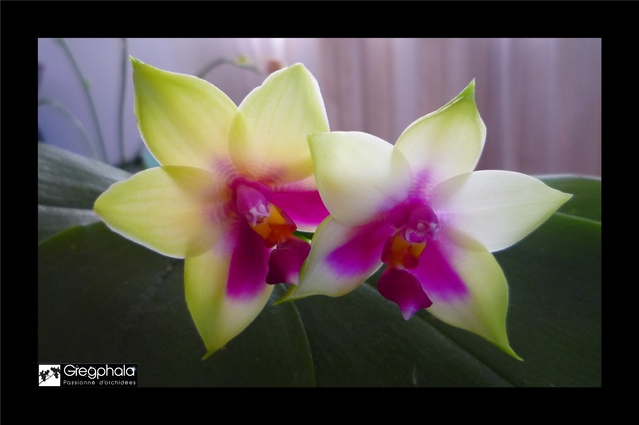 Phalaenopsis bellina 'Ponkan' Selection 15111505151317991313752512