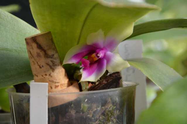 Phalaenopsis bellina 15111909102515993613762143