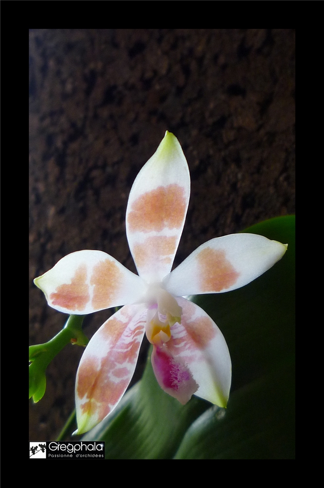 Phalaenopsis amboinensis white x speciosa 15112005174717991313765510