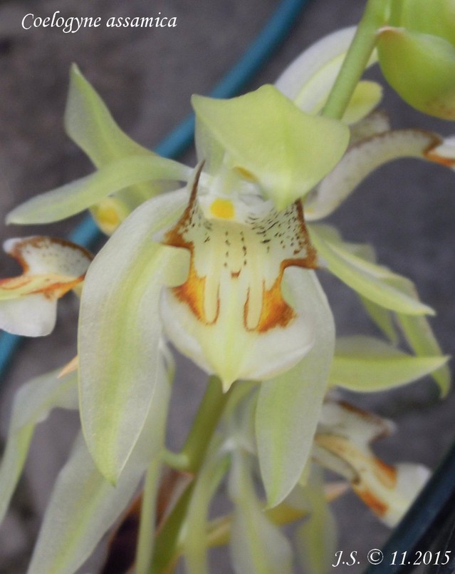 Coelogyne assamica 15112311361311420013774125