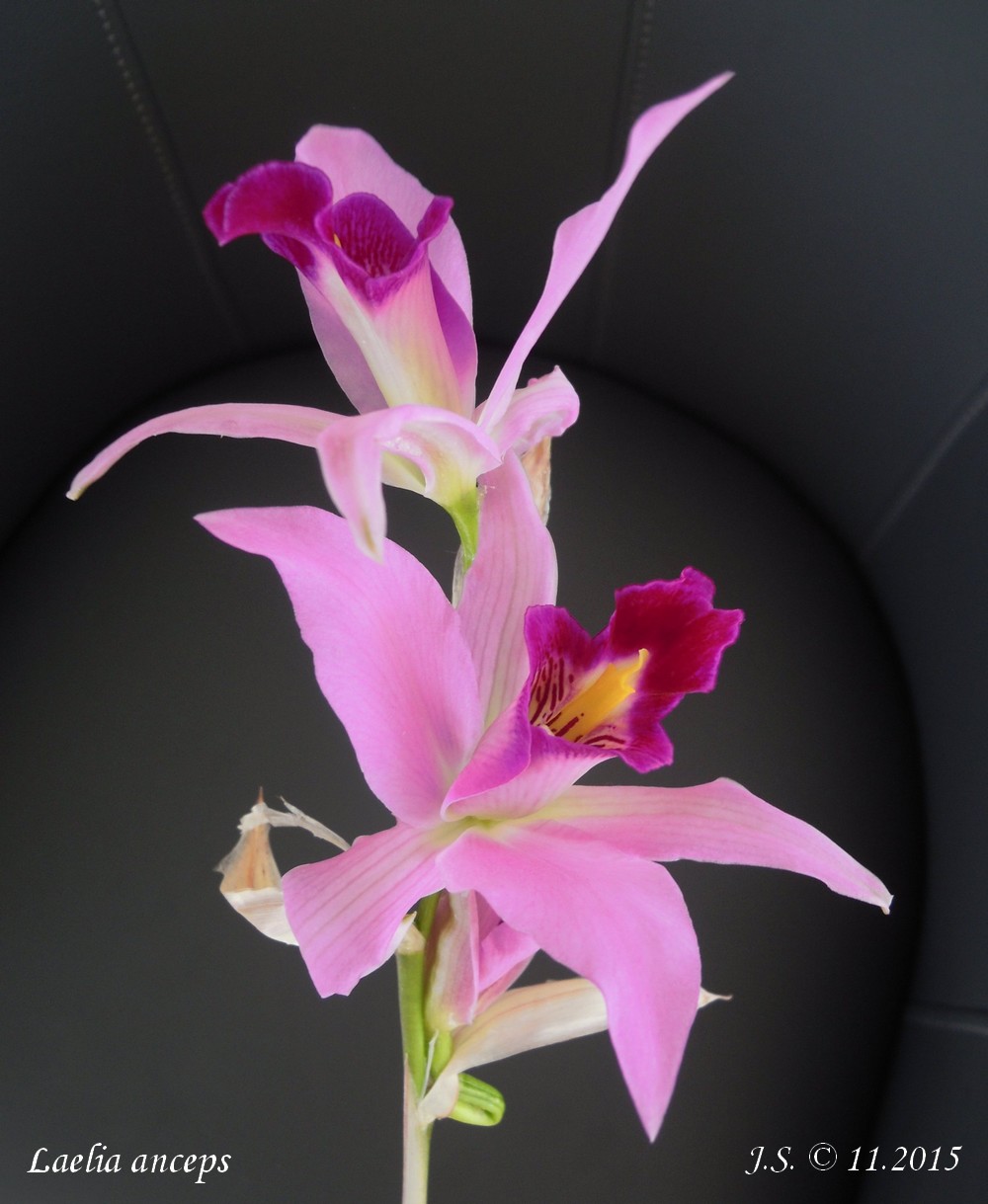 Laelia anceps subsp. anceps