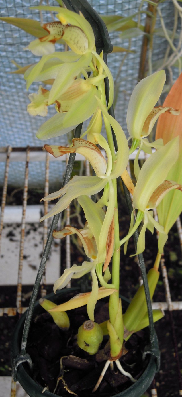 Coelogyne assamica 15112910535811420013787998