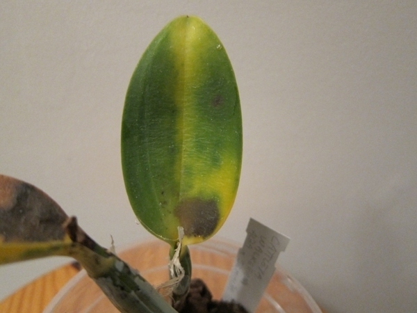 Cattleya malade - taches noires sur les feuilles 15120603505218325013810489