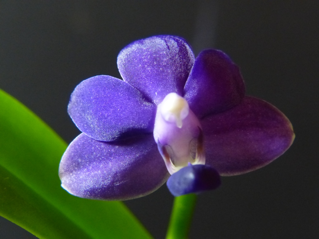 Phalaenopsis Purple Martin (Kenneth Schubert x violacea) - Page 2 15120607080316629813811331