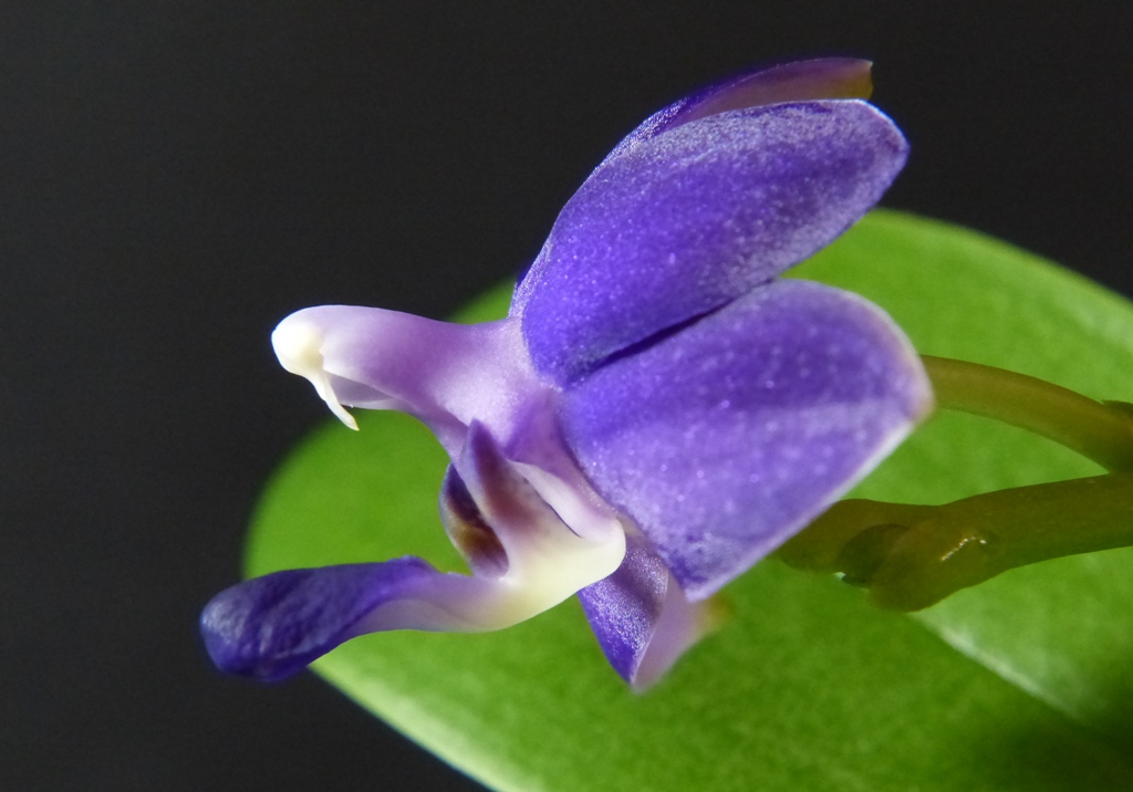 Phalaenopsis Purple Martin (Kenneth Schubert x violacea) - Page 2 15120607081016629813811332