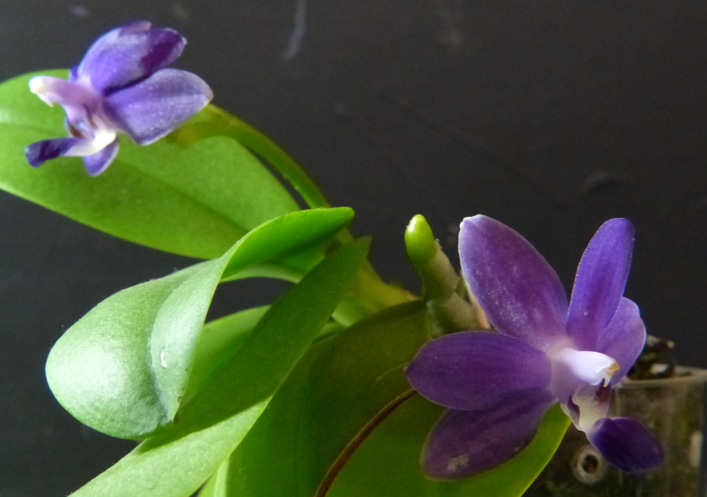 Phalaenopsis Purple Martin (Kenneth Schubert x violacea) - Page 2 15120607081516629813811333